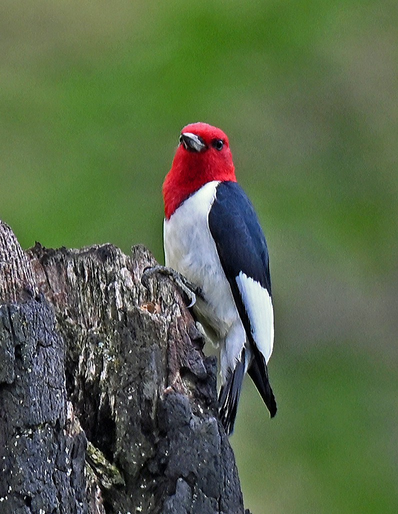 Red-headed Woodpecker - ML636740232