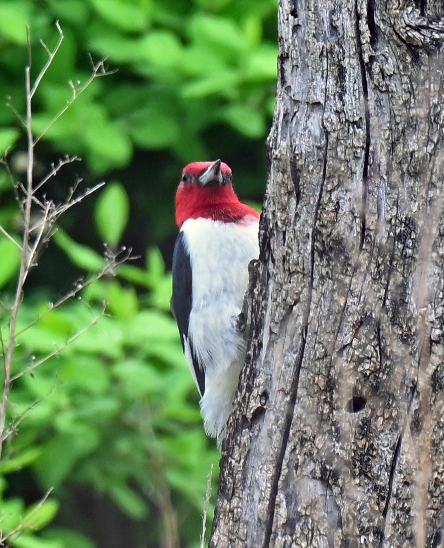 Red-headed Woodpecker - ML636740233