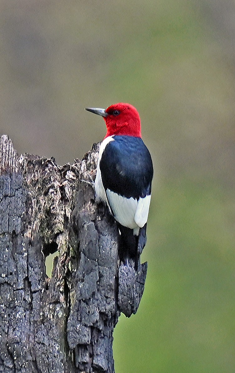 Red-headed Woodpecker - ML636740234