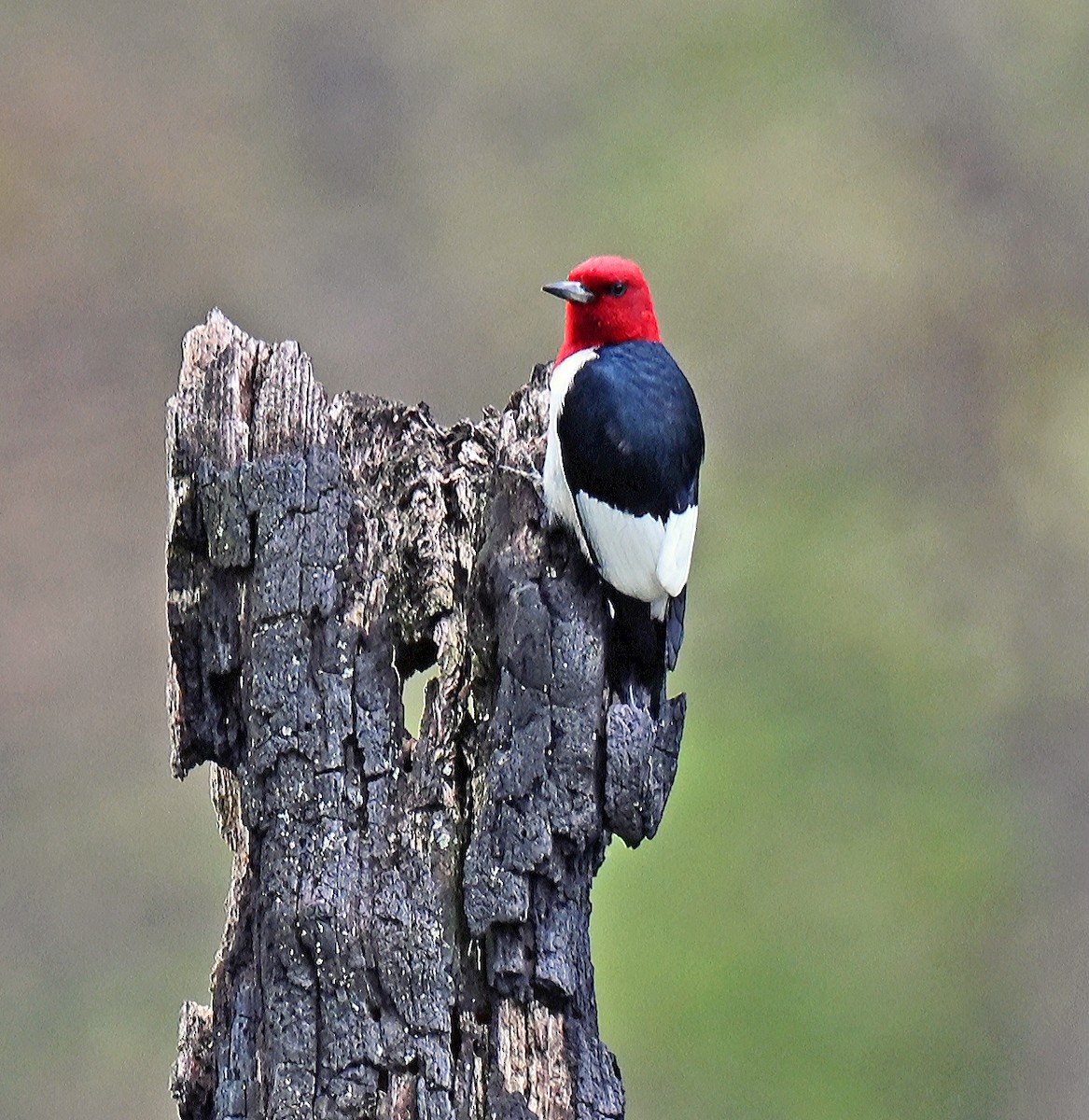 Red-headed Woodpecker - ML636740235