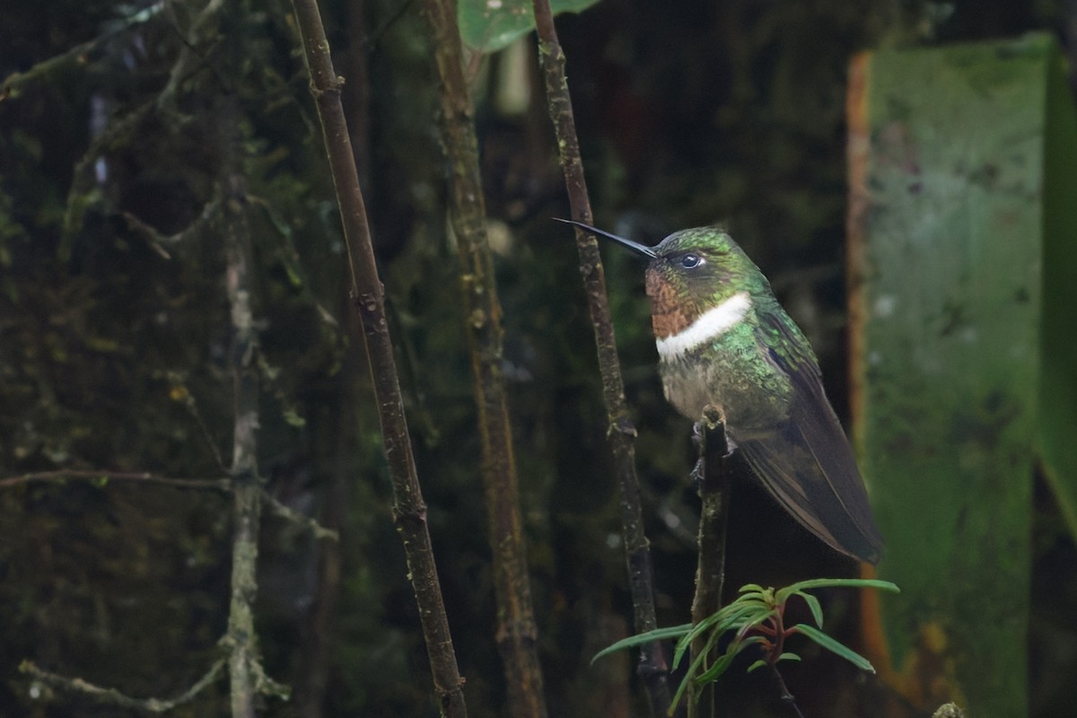 Amethyst-throated Sunangel - ML636740240