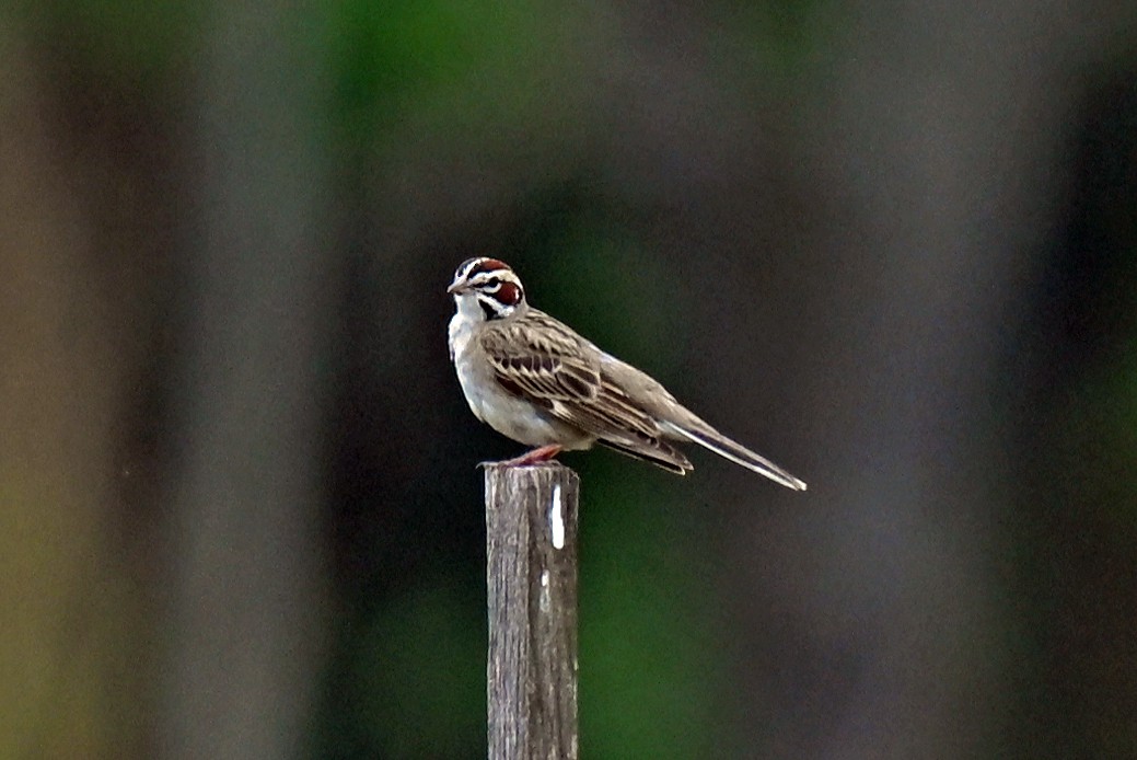 Lark Sparrow - ML636740244