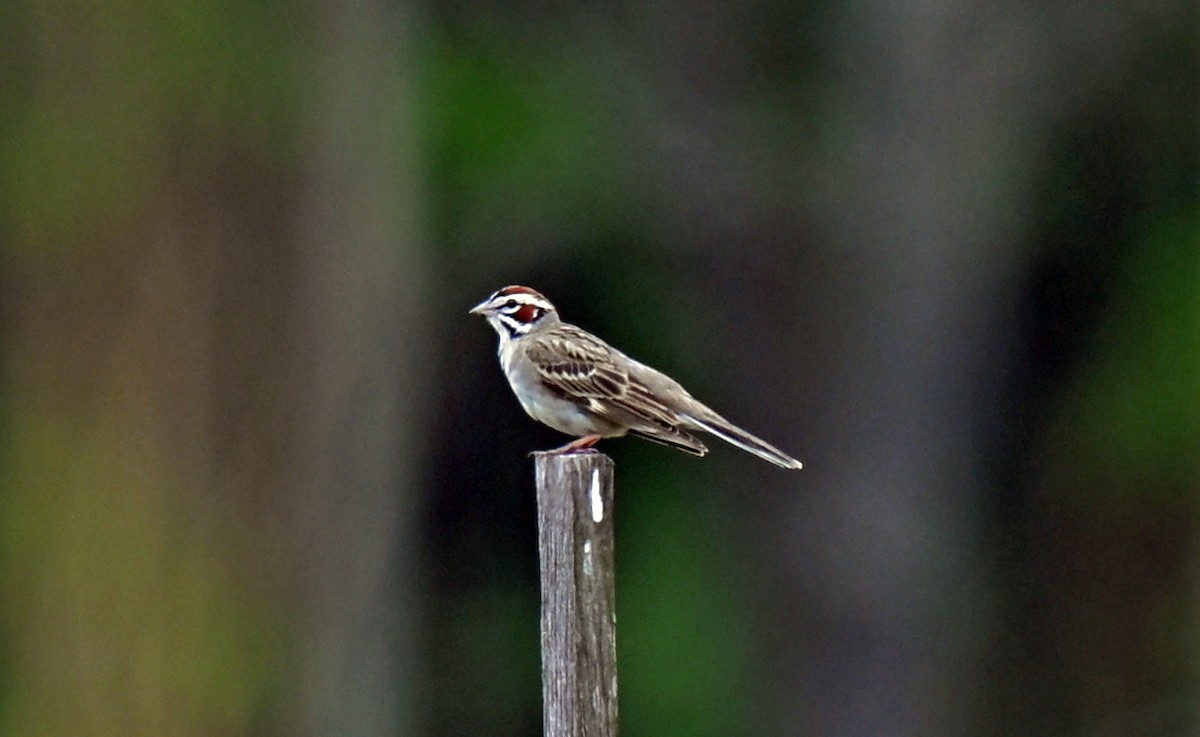 Lark Sparrow - ML636740245