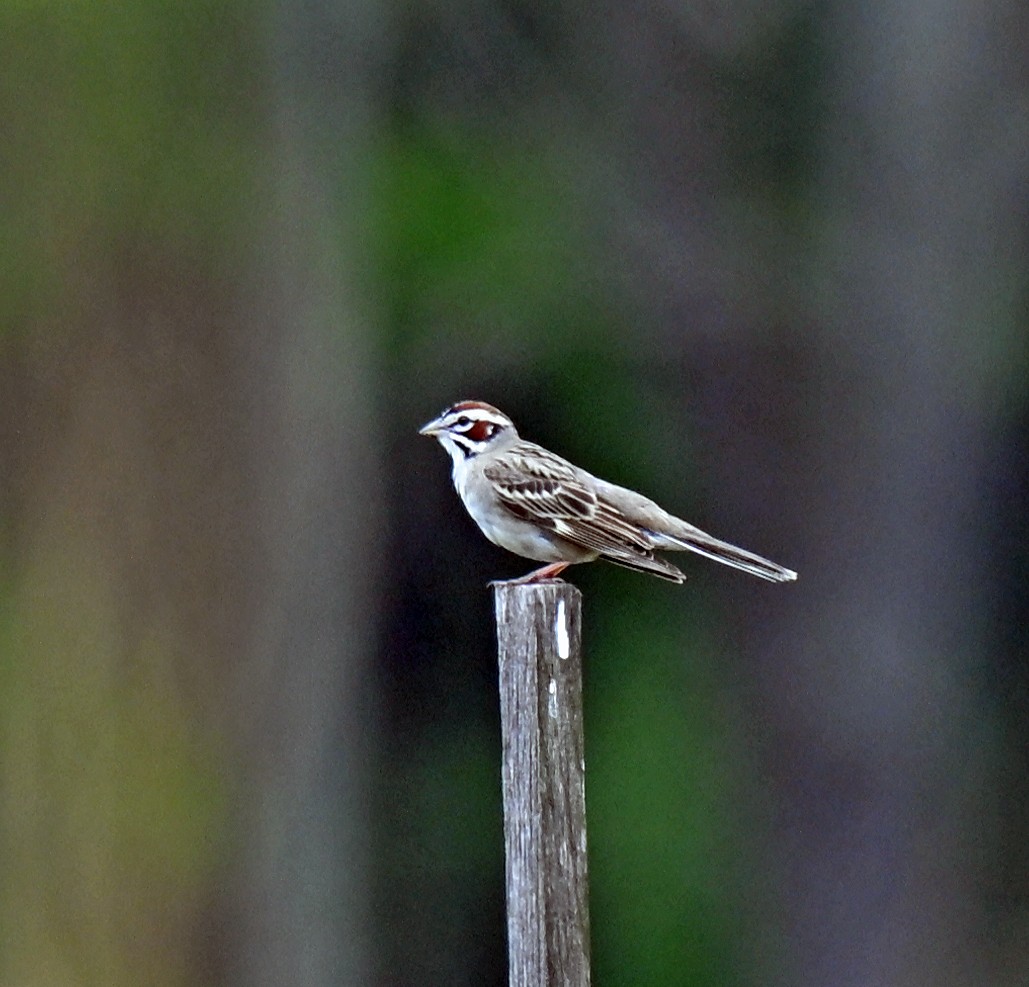 Lark Sparrow - ML636740246