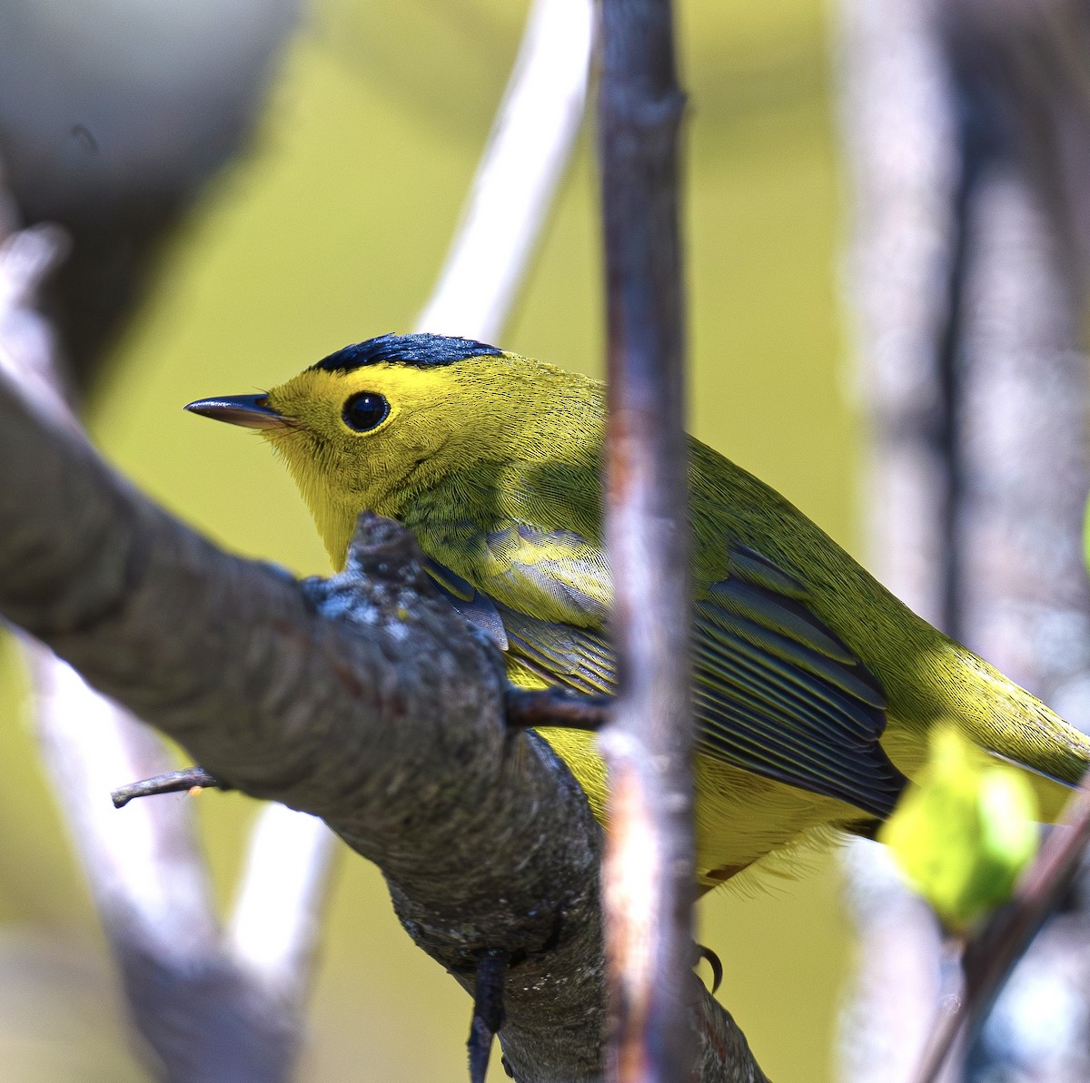 Wilson's Warbler - ML636740264