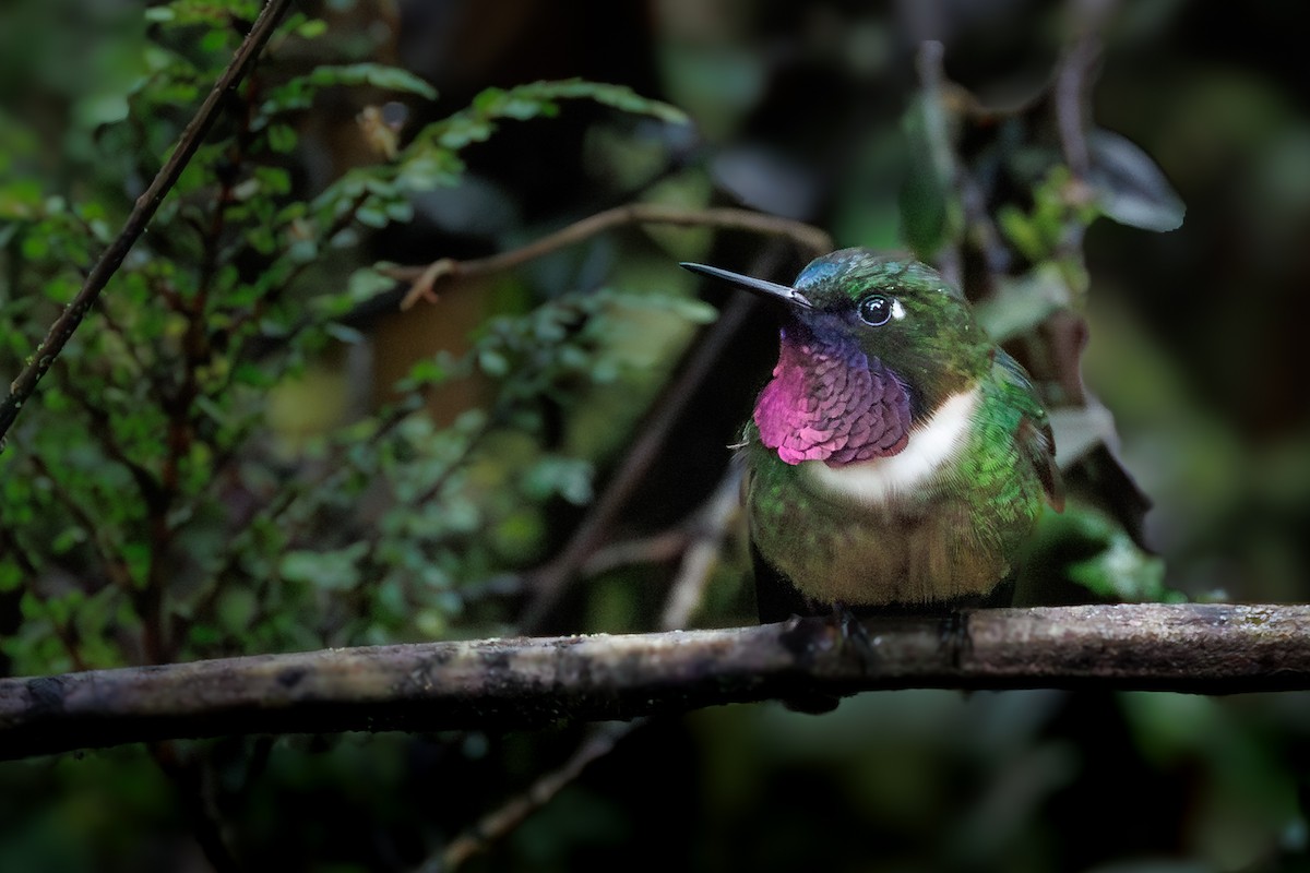 Amethyst-throated Sunangel - ML636740325