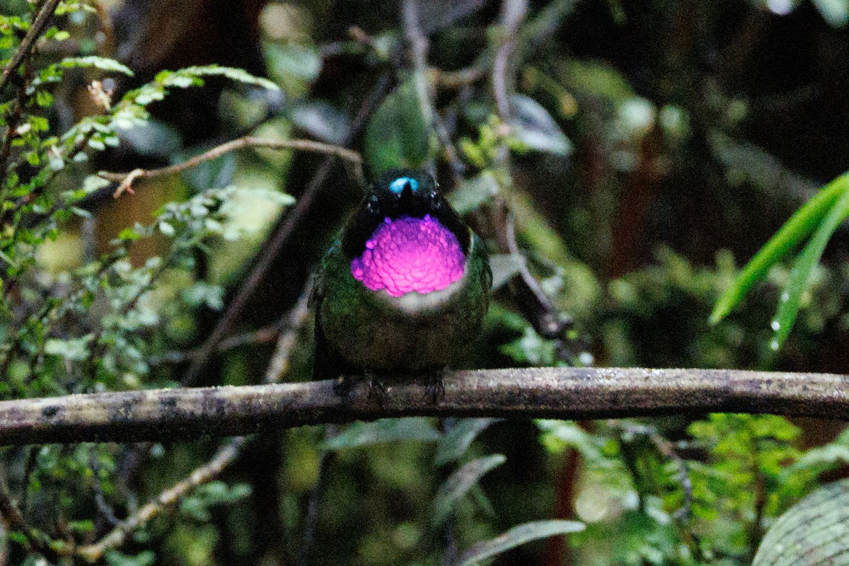 Amethyst-throated Sunangel - ML636740326