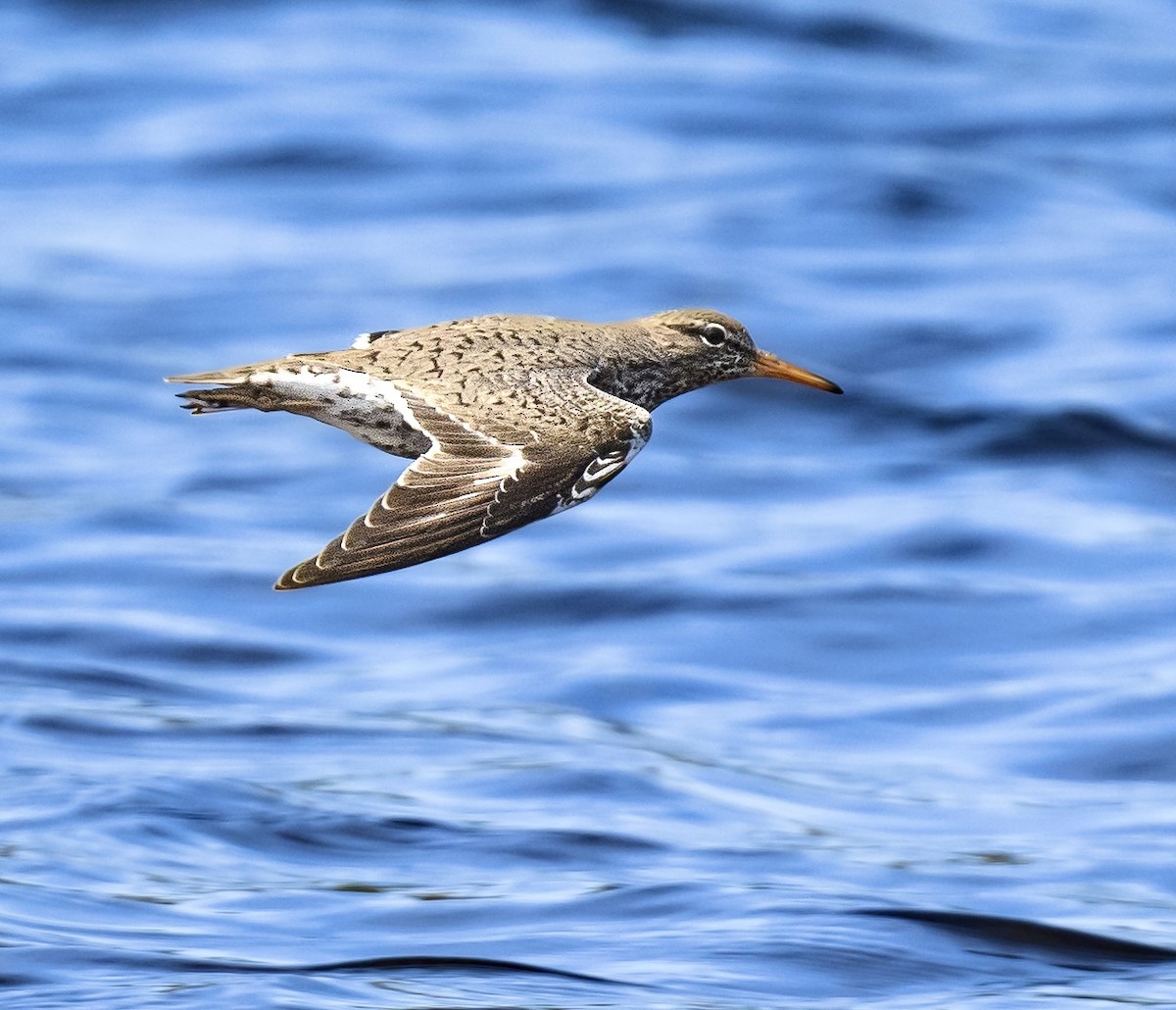 Spotted Sandpiper - ML636740335