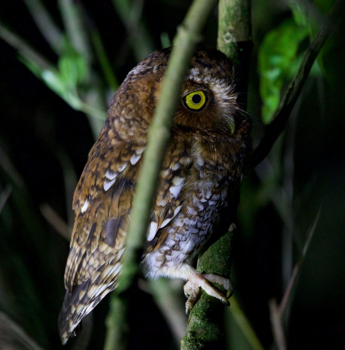 Bearded Screech-Owl - ML636740355