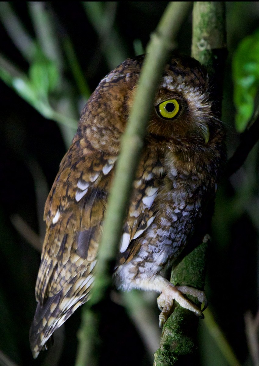 Bearded Screech-Owl - ML636740356