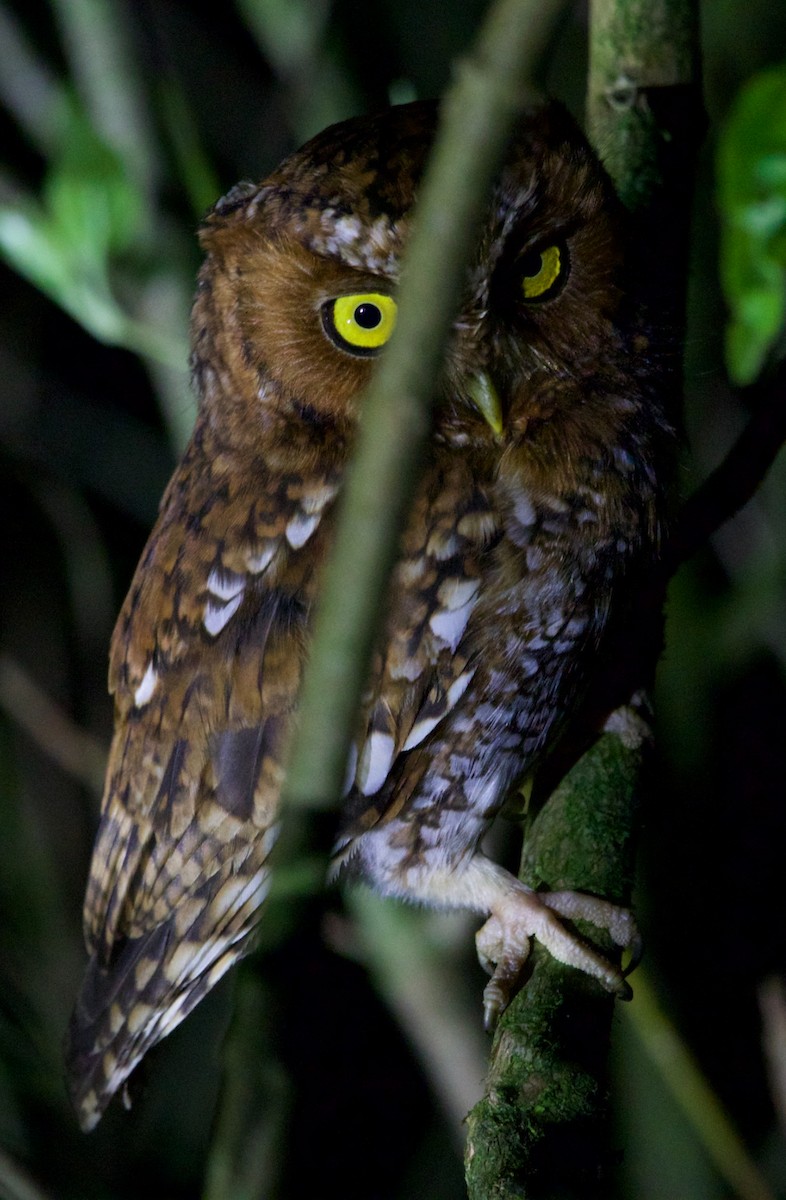 Bearded Screech-Owl - ML636740357