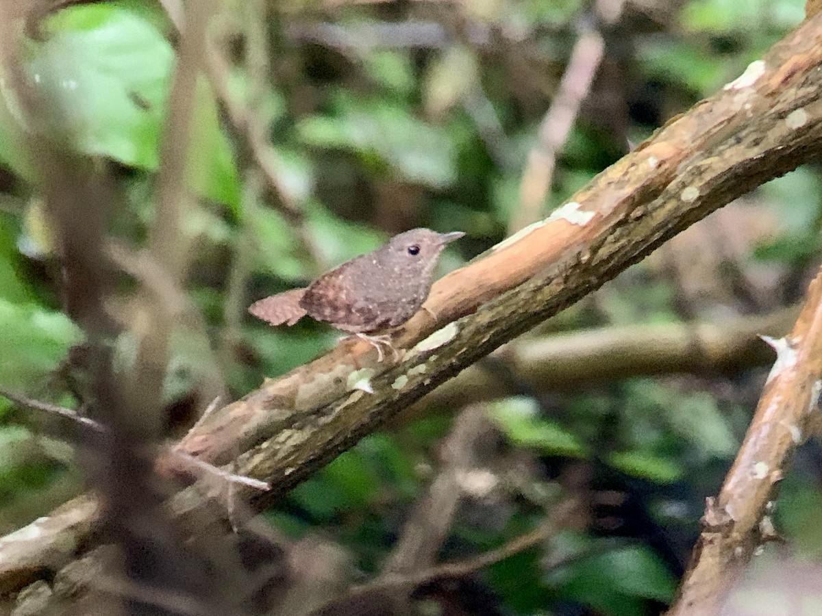 Spotted Elachura - ML636740362
