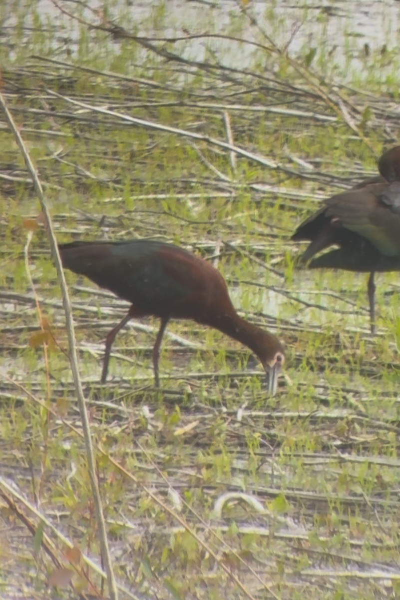 White-faced Ibis - ML636740445