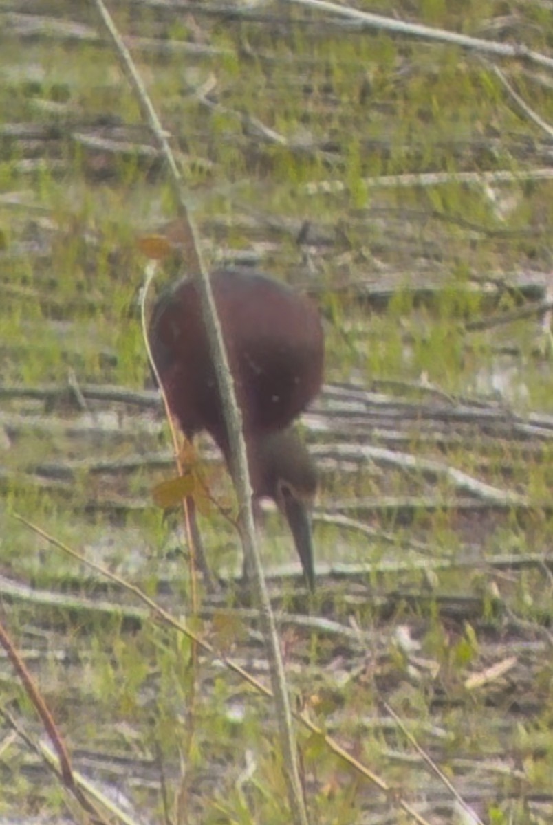 White-faced Ibis - ML636740446