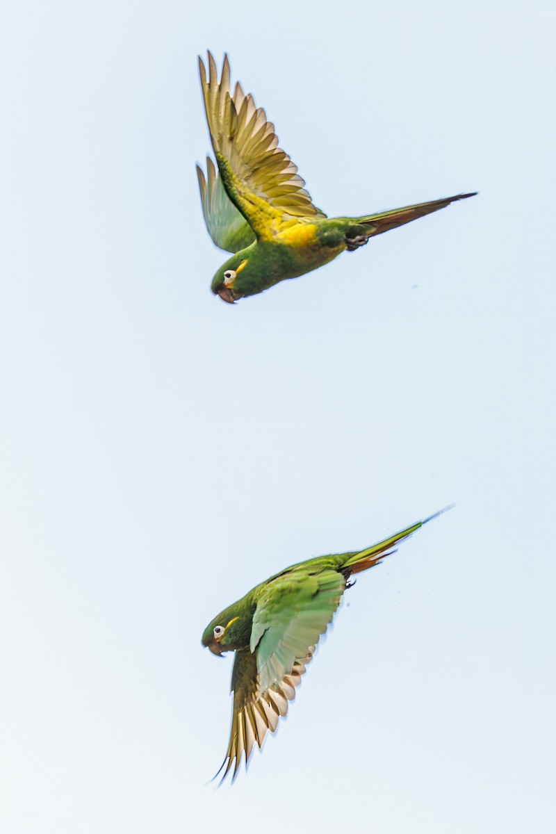Golden-plumed Parakeet - ML636740608