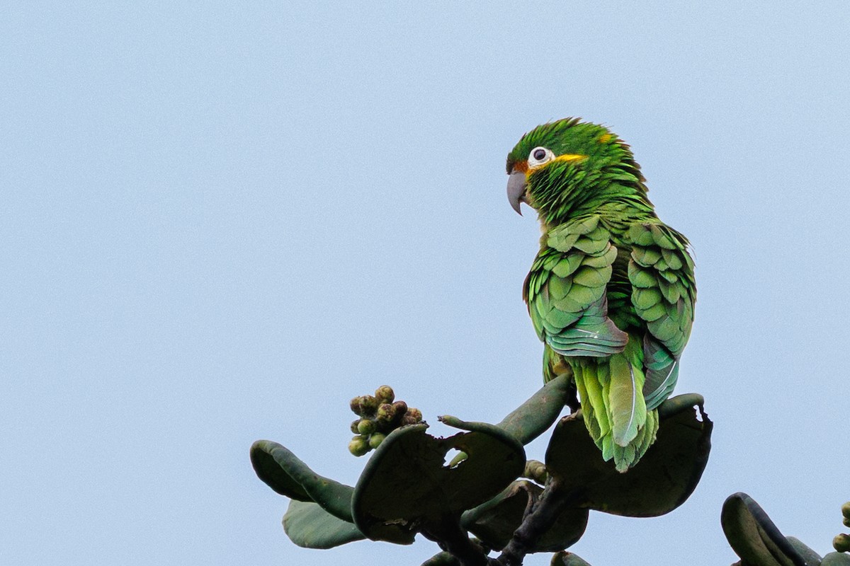 Golden-plumed Parakeet - ML636740609
