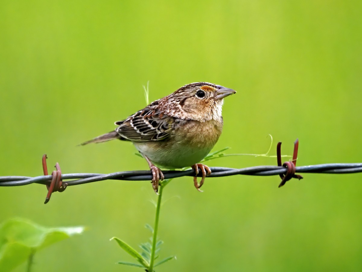 Grasshopper Sparrow - ML636740661