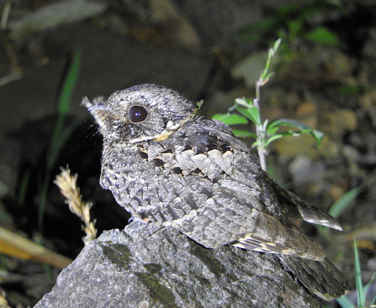Buff-collared Nightjar - ML636740682