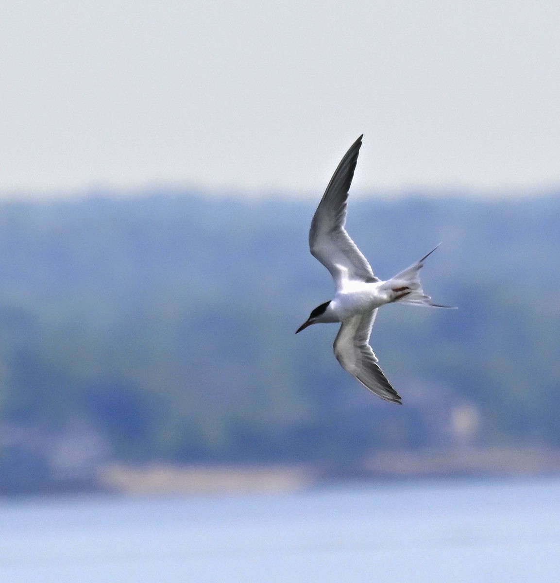 Forster's Tern - ML636740684