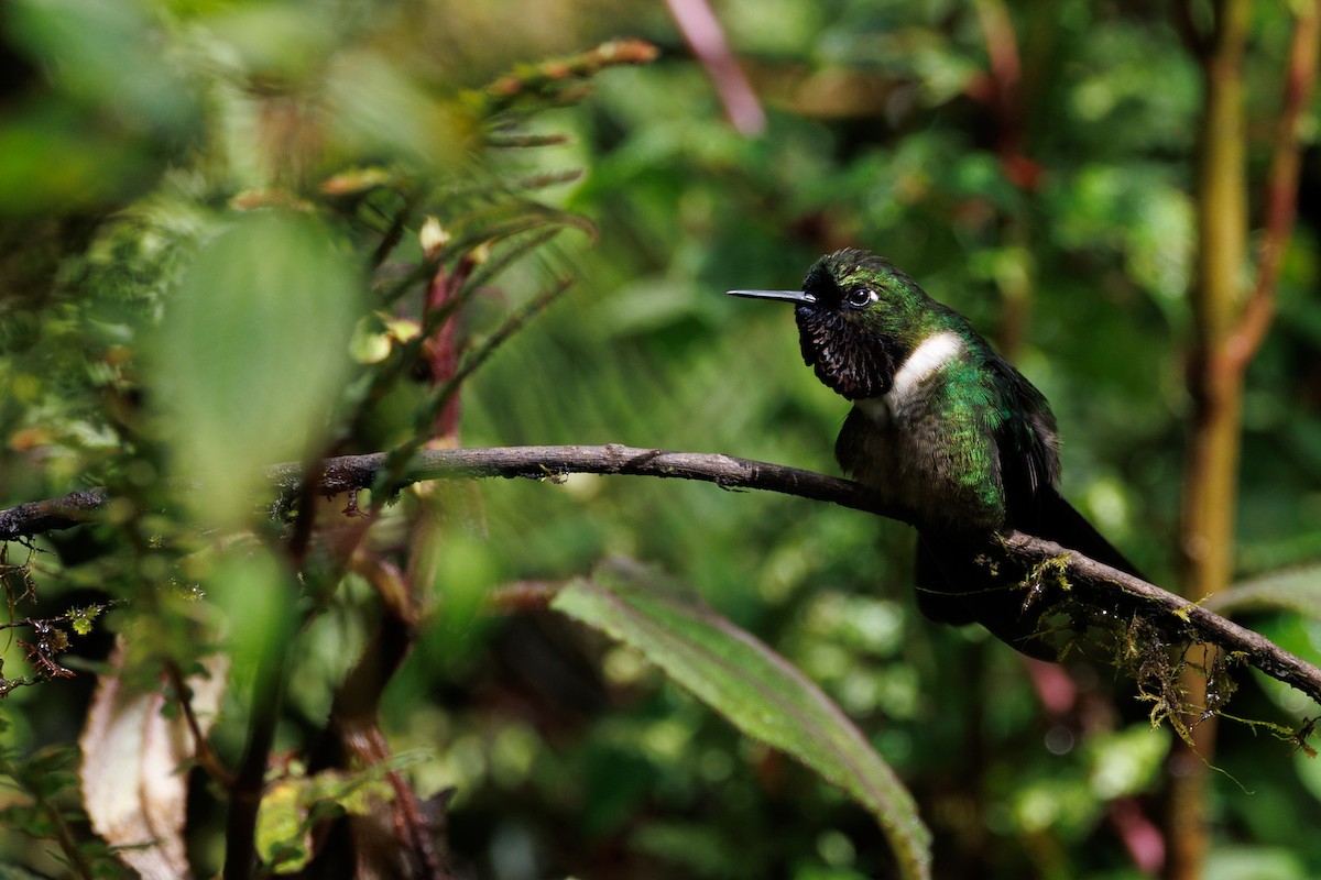 Amethyst-throated Sunangel - ML636740688