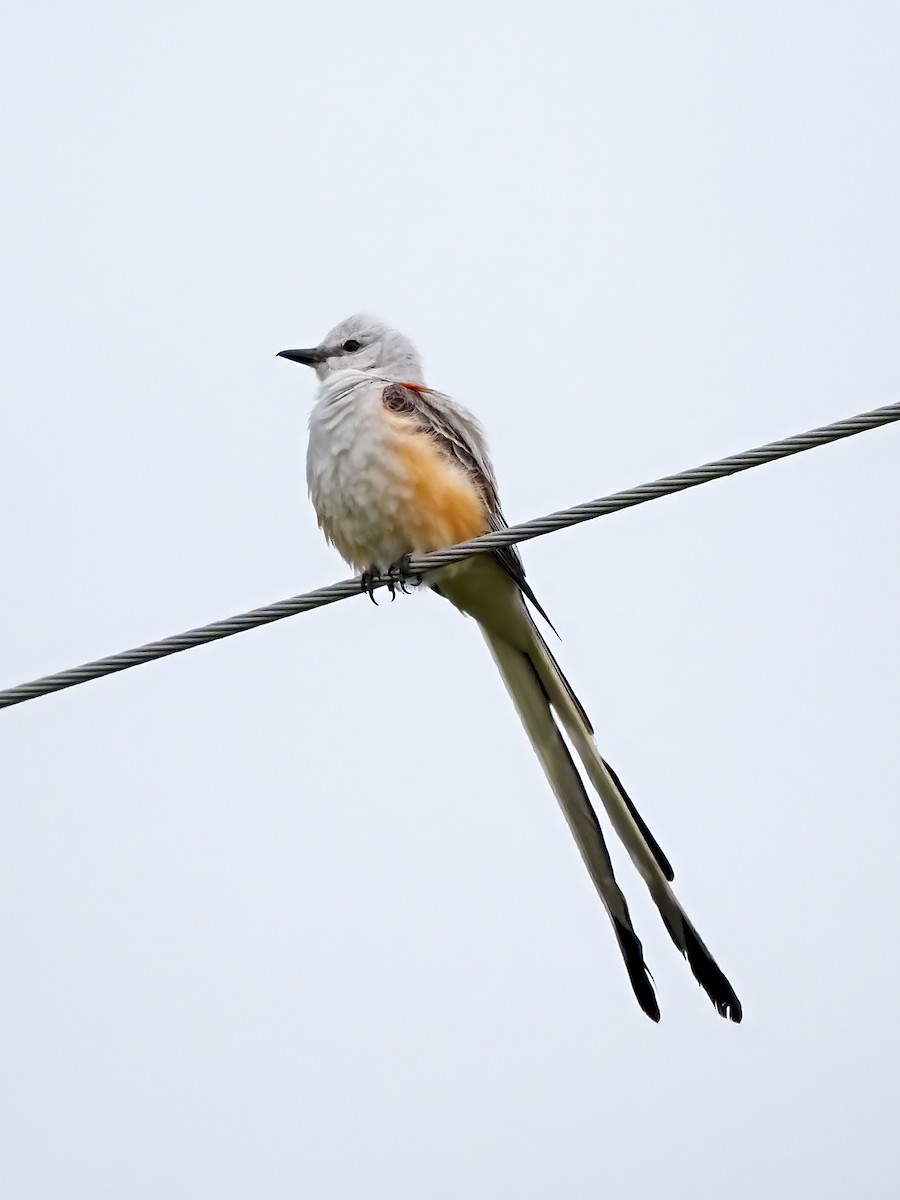 Scissor-tailed Flycatcher - ML636740693