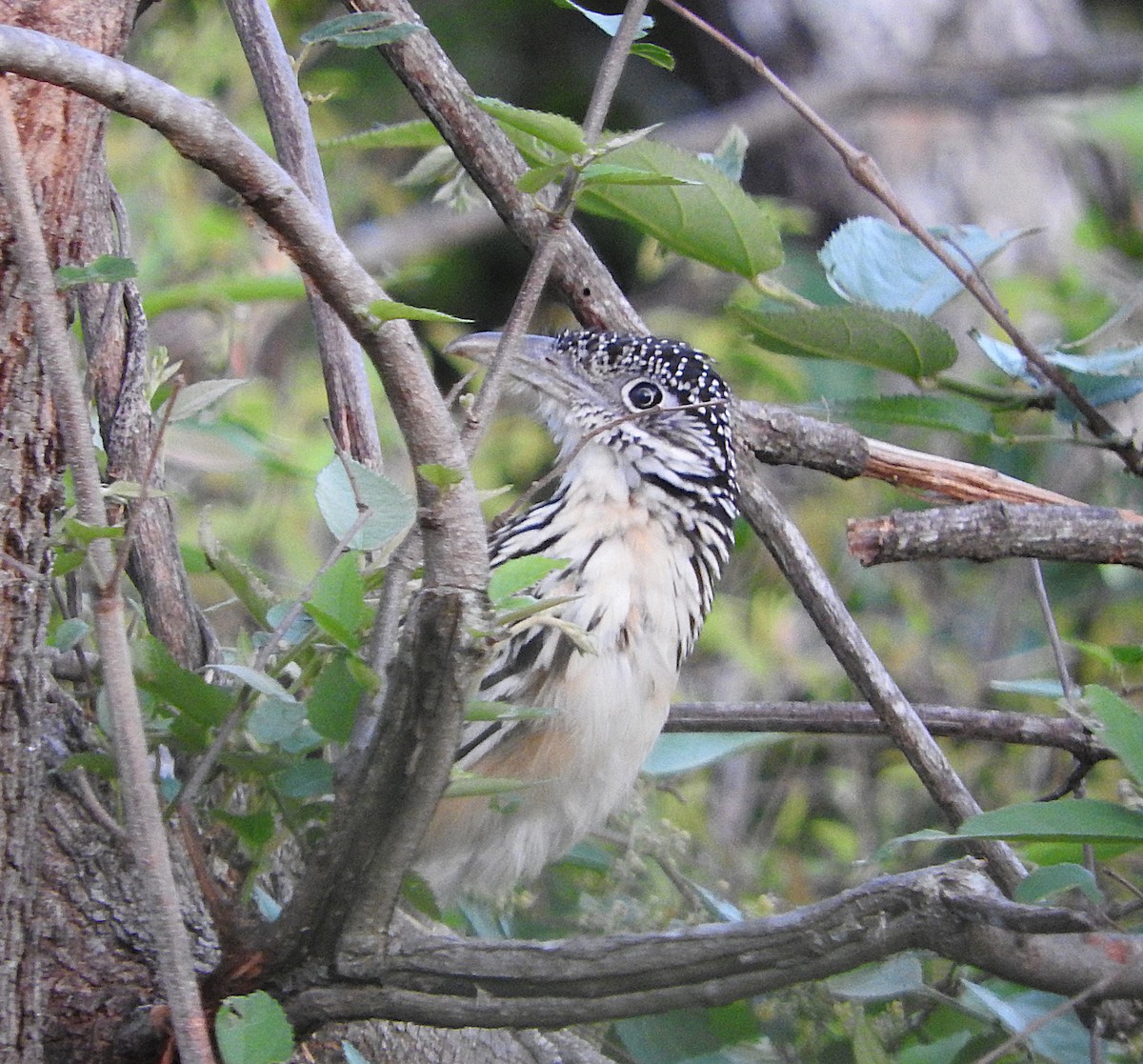 Lesser Roadrunner - ML636740737