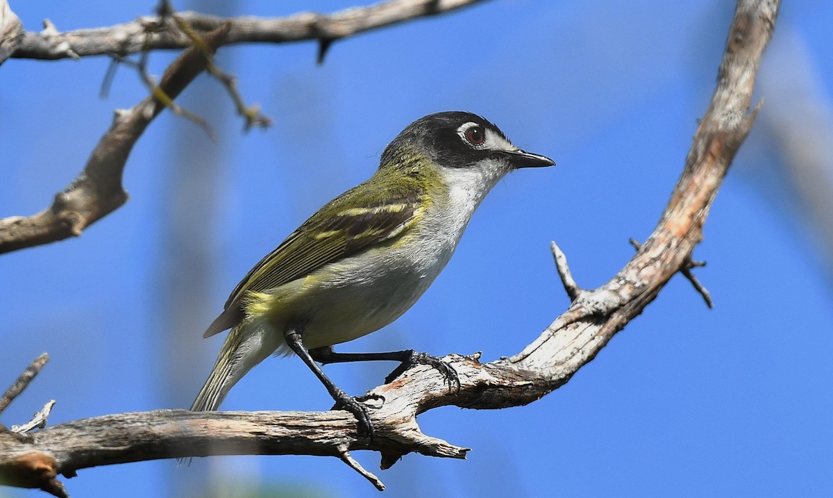 Black-capped Vireo - ML636740760