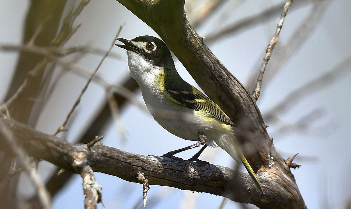 Black-capped Vireo - ML636740763