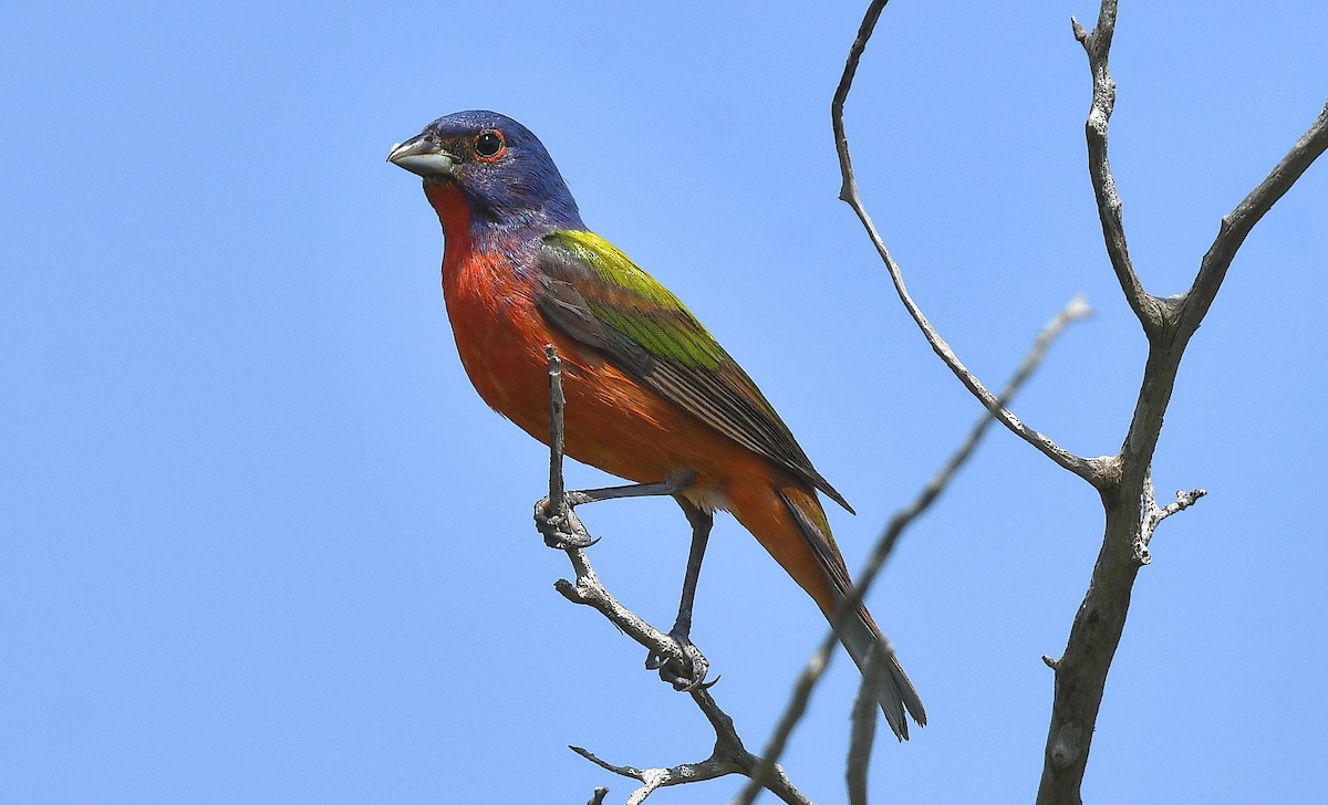 Painted Bunting - ML636740788