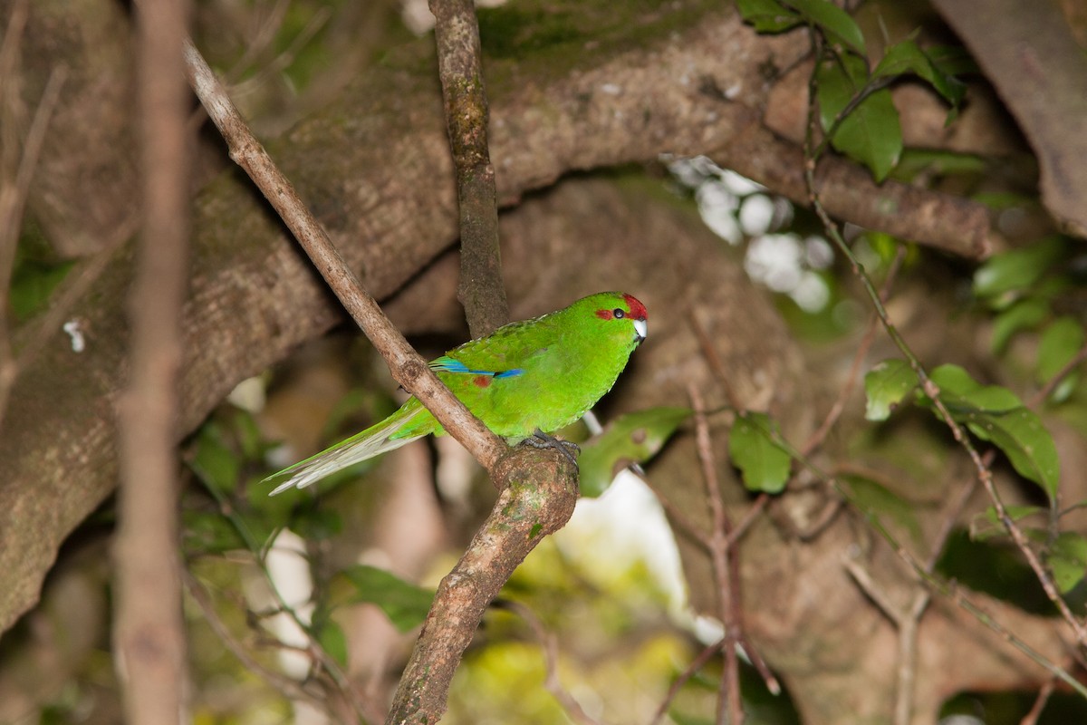 Red-crowned Parakeet - ML636740890