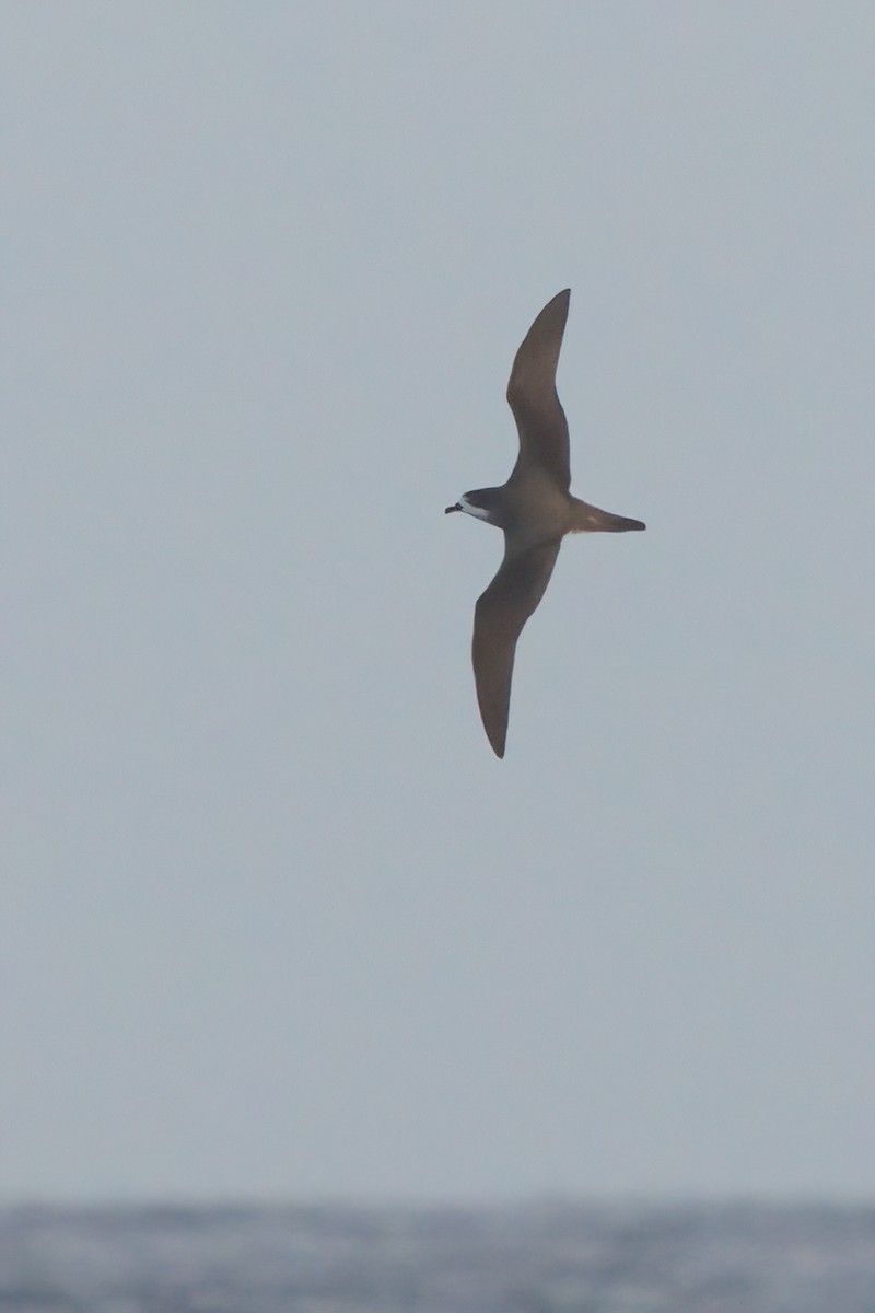 Hawaiian Petrel - ML636740902