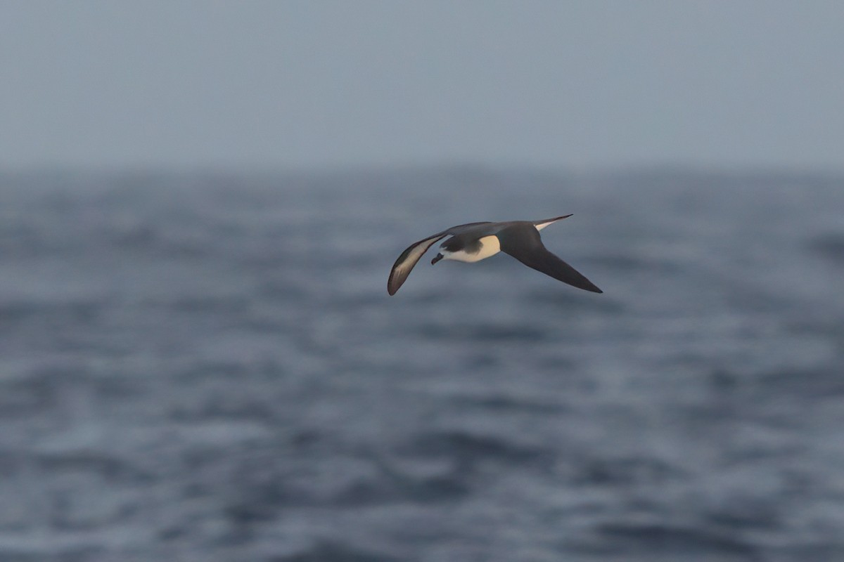 Hawaiian Petrel - ML636740903