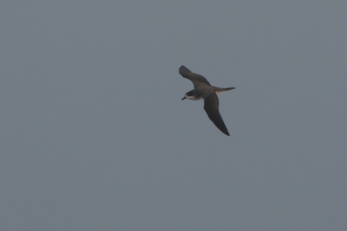Hawaiian Petrel - ML636740904