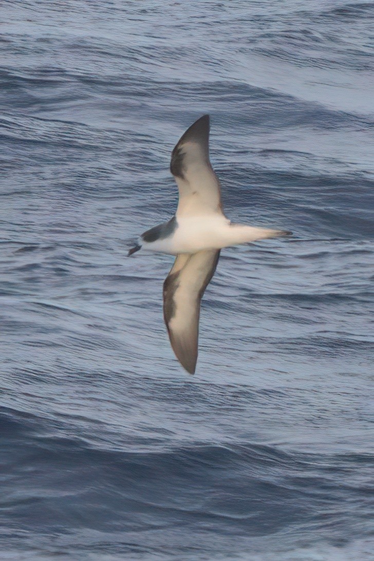 Hawaiian Petrel - ML636740905