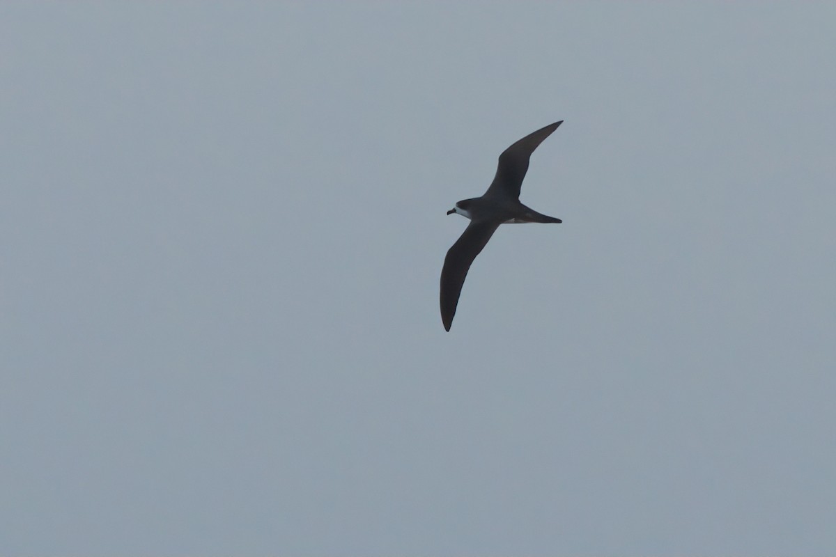 Hawaiian Petrel - ML636740906
