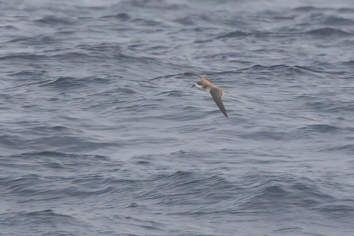 Hawaiian Petrel - ML636740907