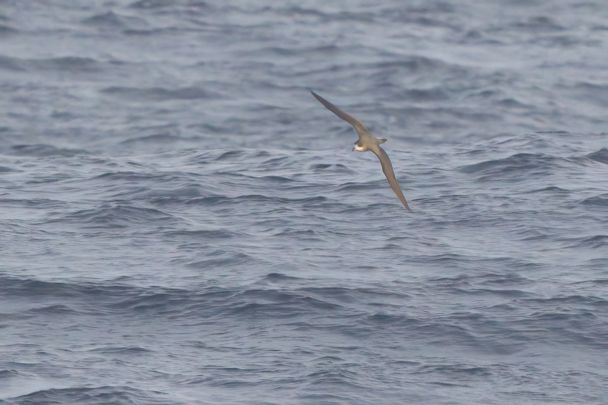 Hawaiian Petrel - ML636740908