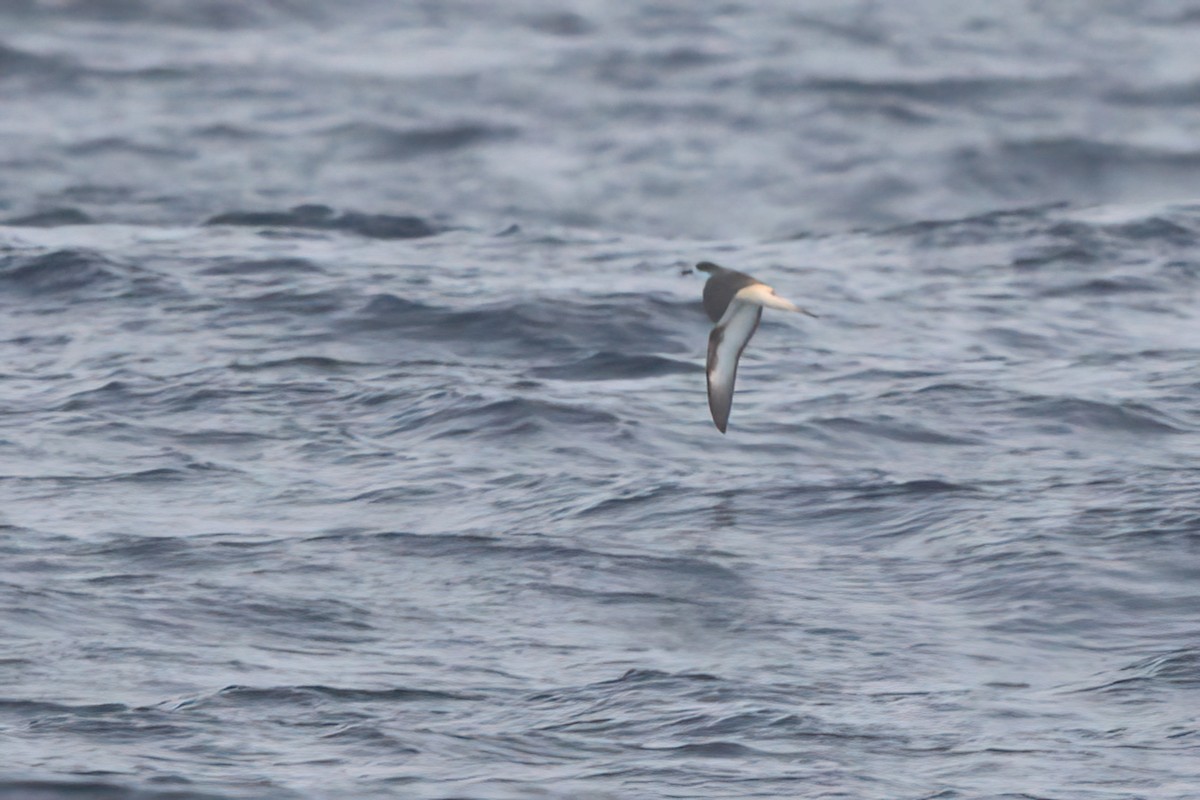 Hawaiian Petrel - ML636740910