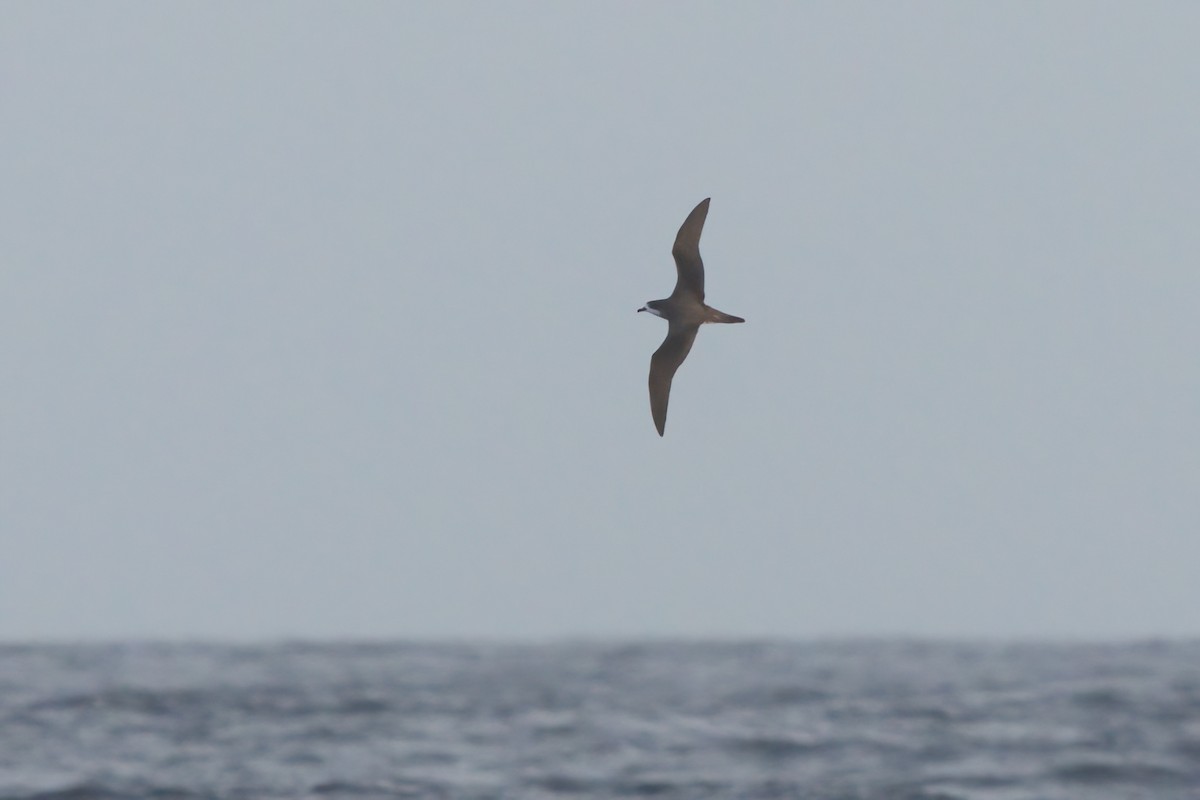 Hawaiian Petrel - ML636740911