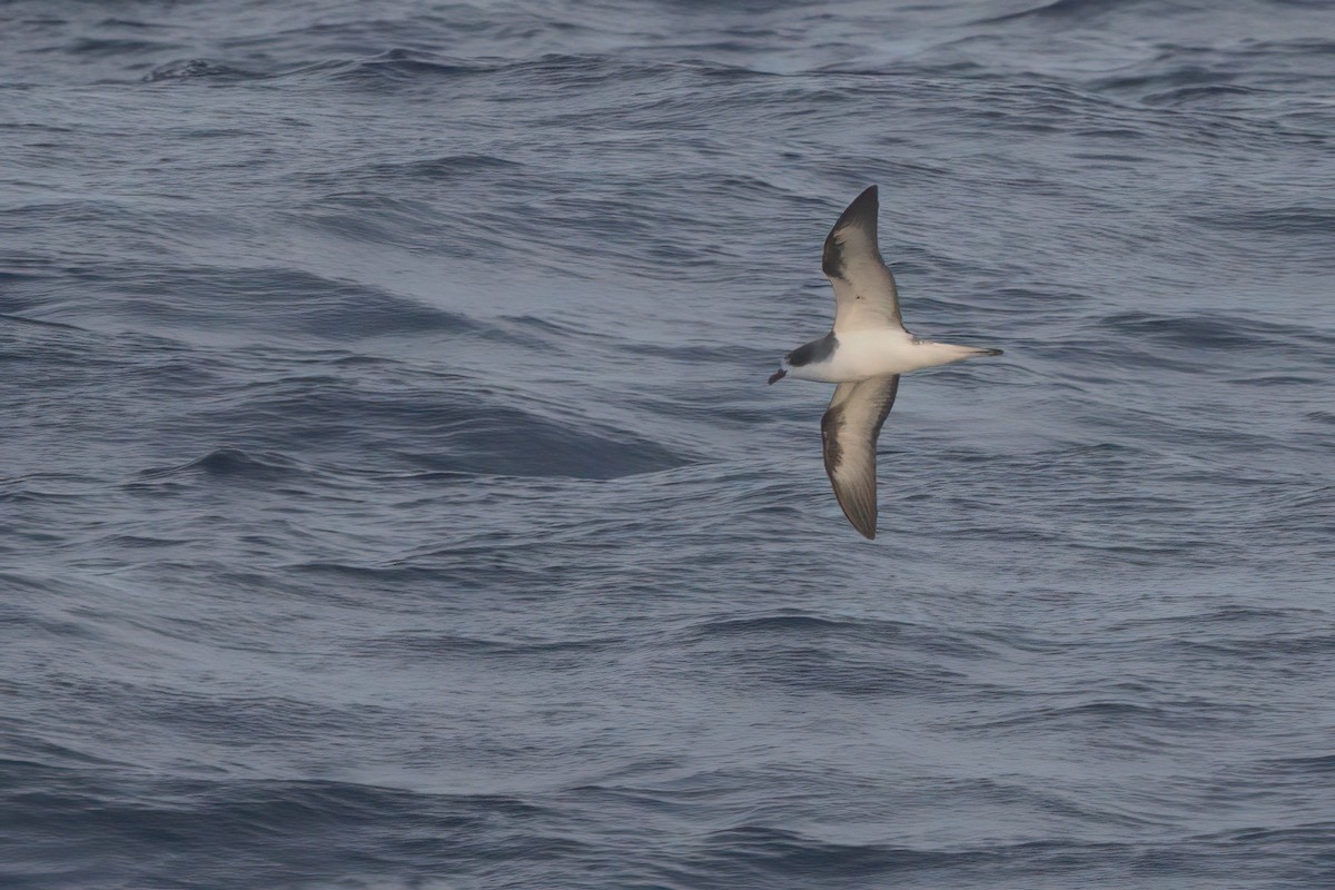 Hawaiian Petrel - ML636740912