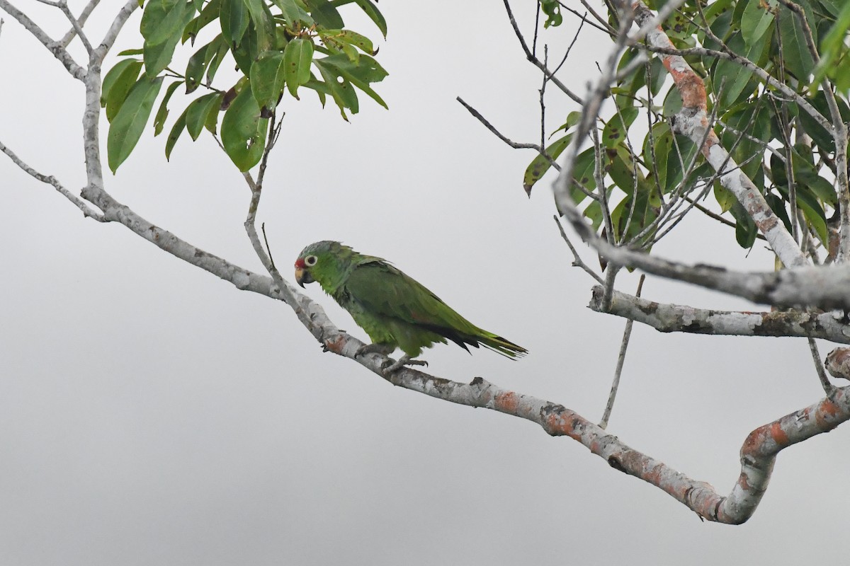 Red-lored Amazon - ML636740927