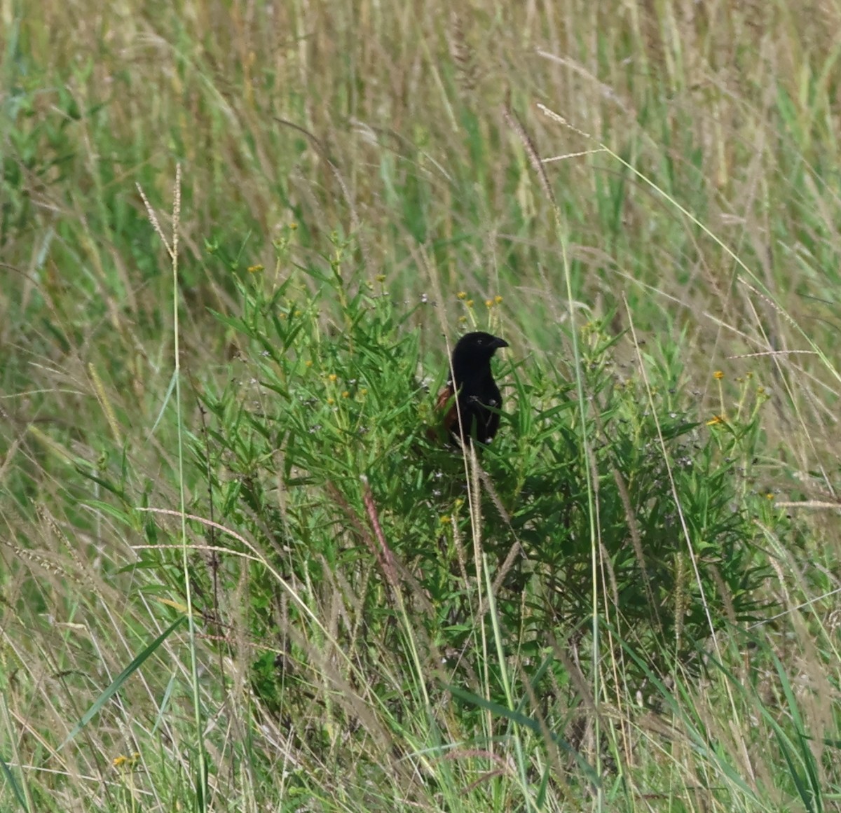 Black Coucal - ML636741005