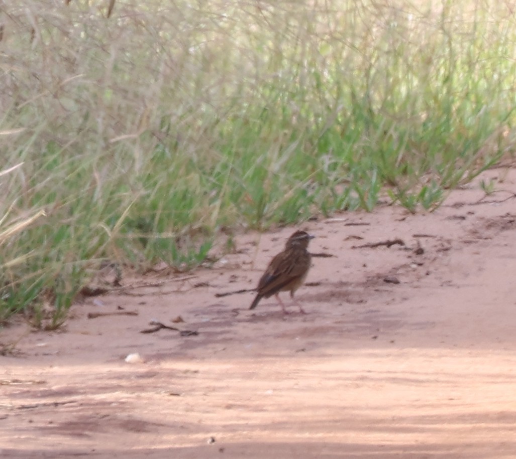 Fawn-colored Lark (Foxy) - ML636741070