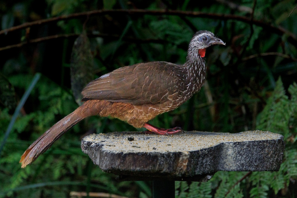 Bearded Guan - ML636741093