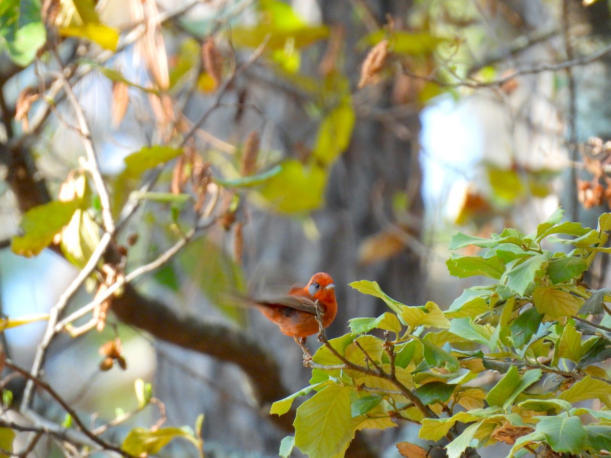 Red Warbler - ML636741105