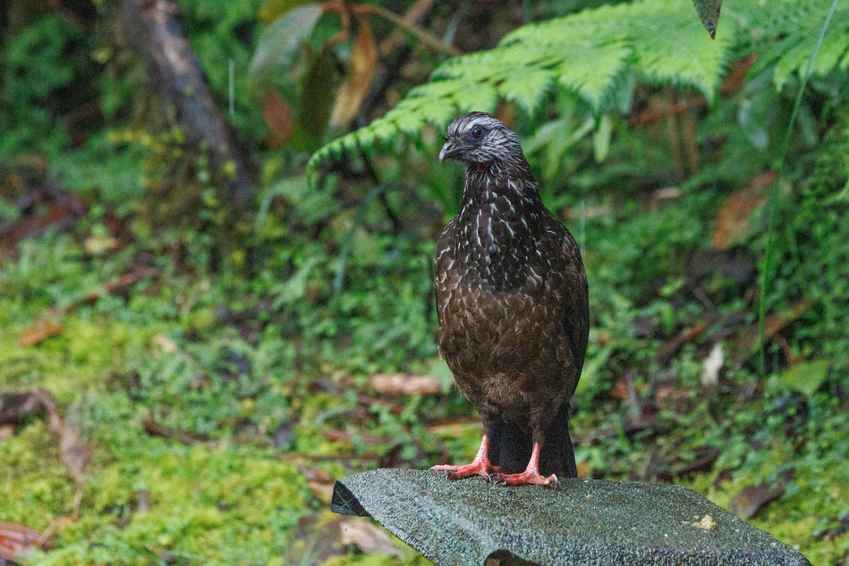 Bearded Guan - ML636741149