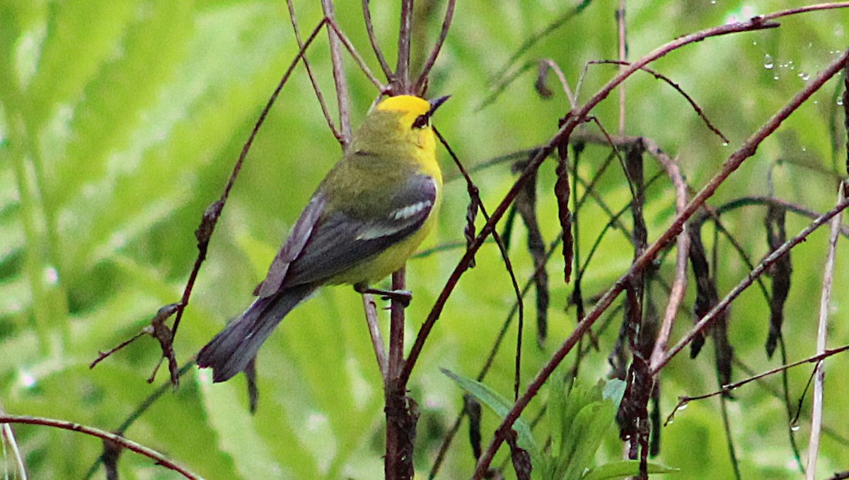 Blue-winged Warbler - ML636741236