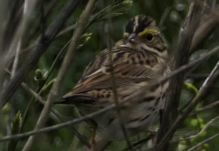 Savannah Sparrow - ML636741276