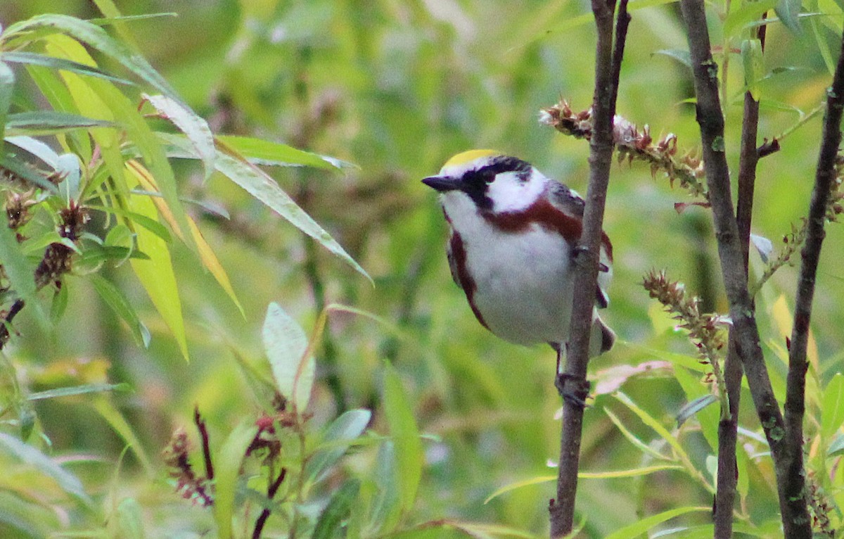 Chestnut-sided Warbler - ML636741318