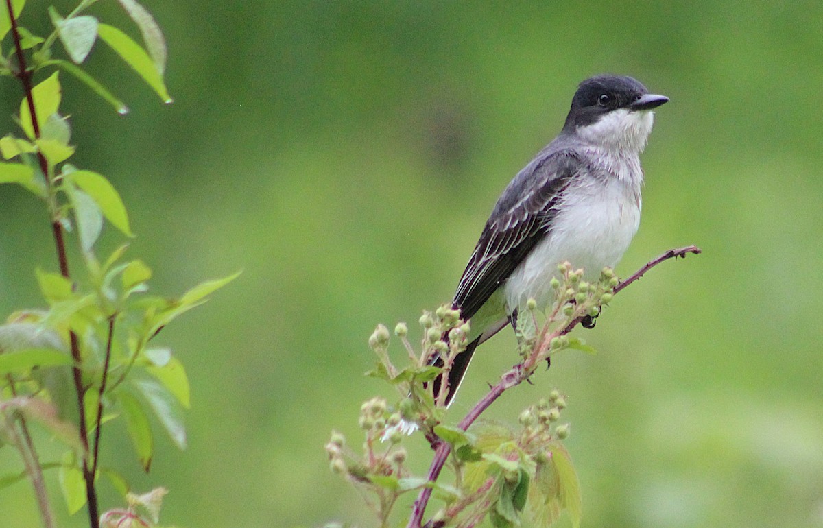 Eastern Kingbird - ML636741391